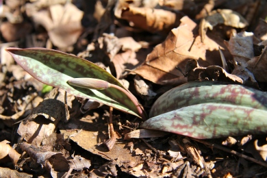 A trout lily in bud