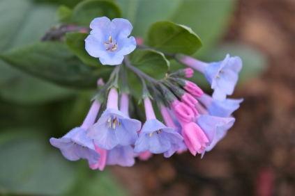 Virginia Bluebells (Garden cultivar)