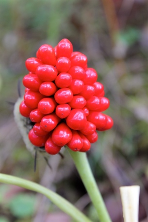 Berries of Jack in the Pulpit: October 1st