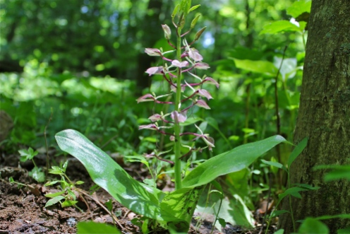 Lily-leaved Twayblade