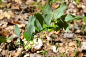 Solomon's Seal growing at Mill Creek Nature Conservancy