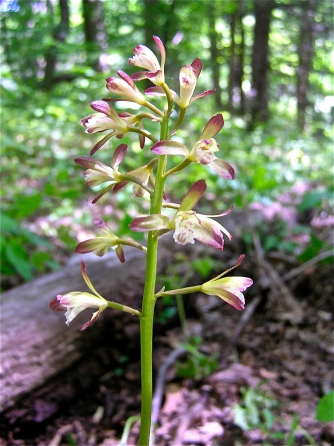 putty root orchid flowers