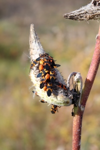 Milkweed bugs on a seed pod