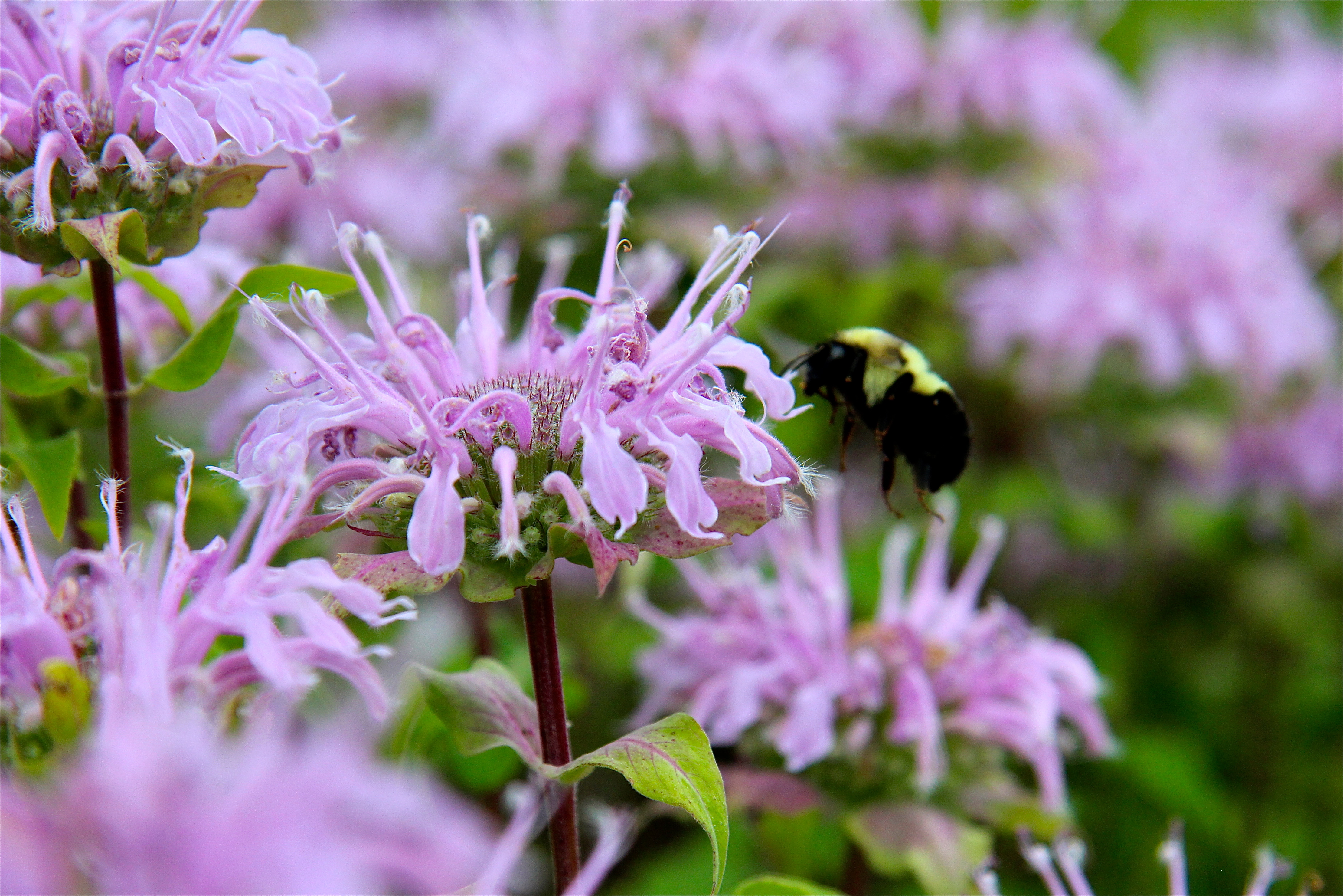 Bee Balm And Wild Bergamot Virginia Wildflowers