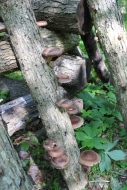 Shiitake mushrooms: two years after innoculation