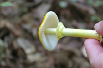 Yellow Patches, Amanita flavoconia