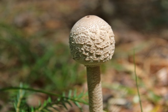 Parasol mushroom (Macrolepiota procera) before opening