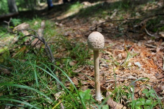 Parasol mushroom (Macrolepiota procera) before it opens