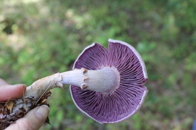 Purple-gilled Laccaria, Laccaria ochropurpurea