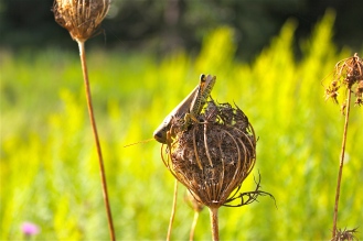 The dried "bird's nest" of seeds