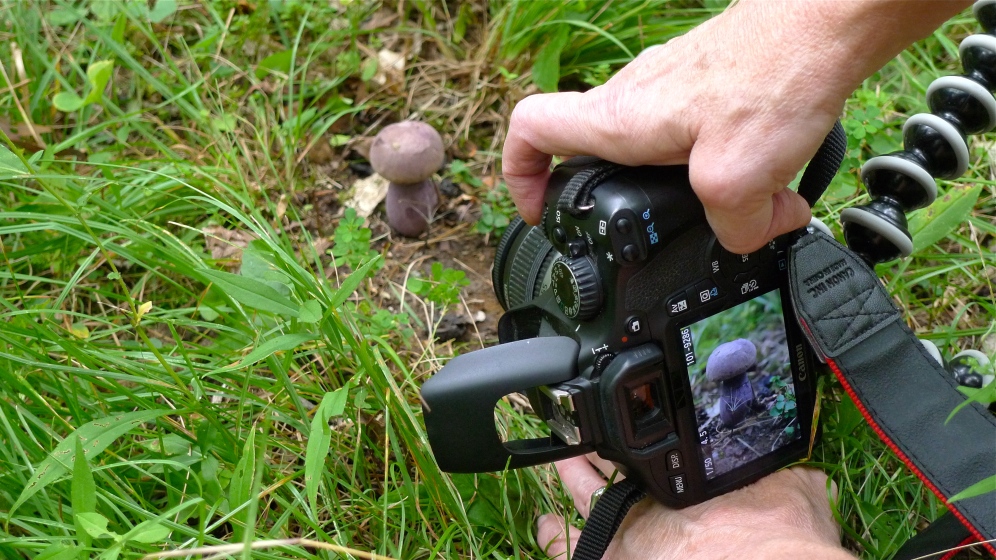 Mushroom photography