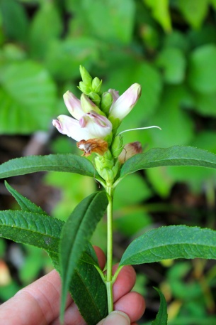 Turtlehead: leaves are opposite, lanceolate, and toothed.