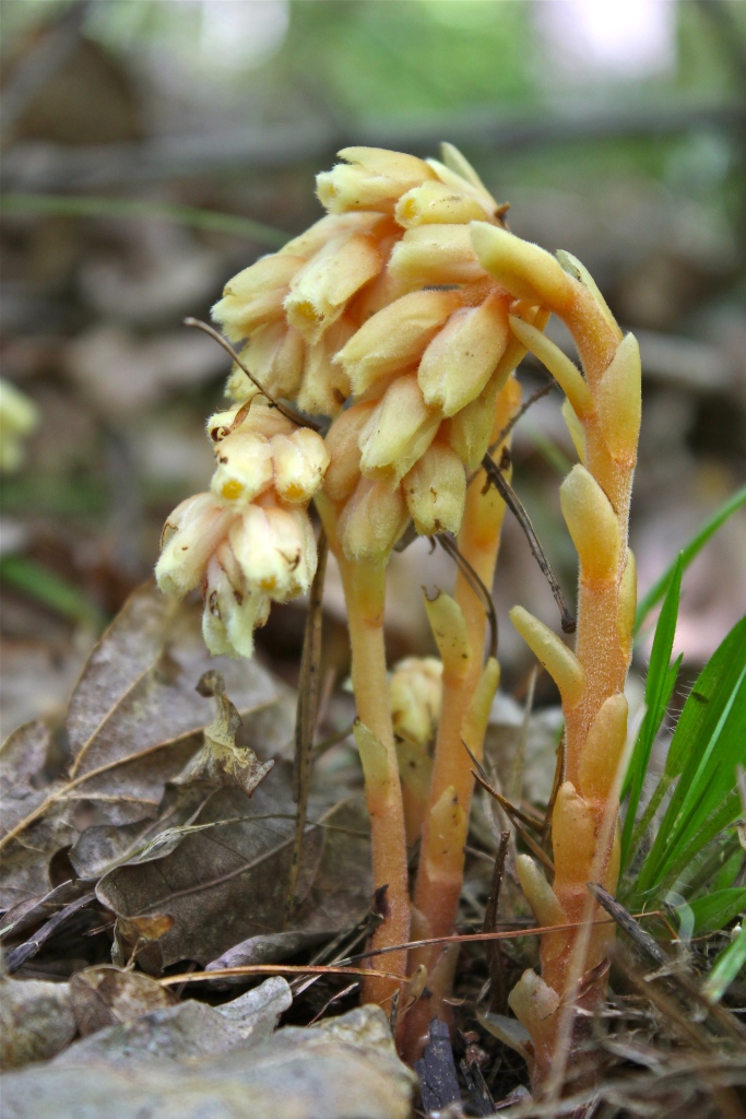 Pinesap in late July