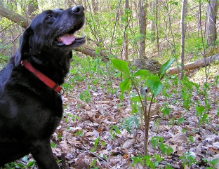 Scout with a Jack in the Pulpit