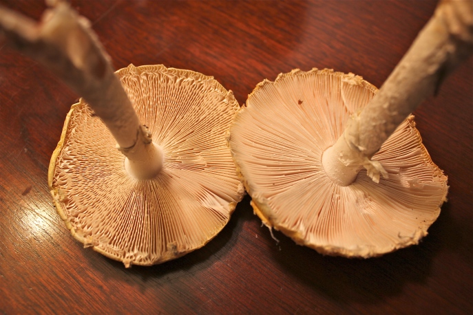 Gills of Fly Agaric