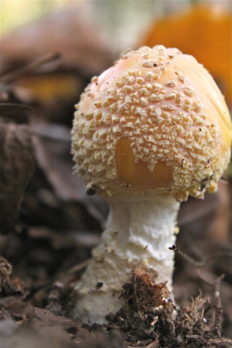 Fly Agaric before the cap opens