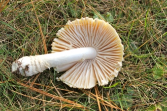 Gills of fly agaric
