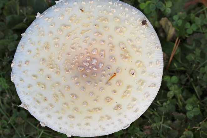 Note the patches on the cap of fly agaric