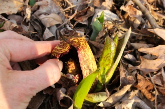 look inside the spathe to see the spadix