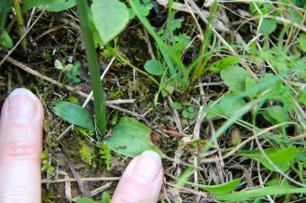The small basal leaves of Slender Ladies' Tresses
