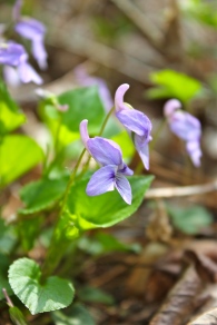 Long-spurred violet