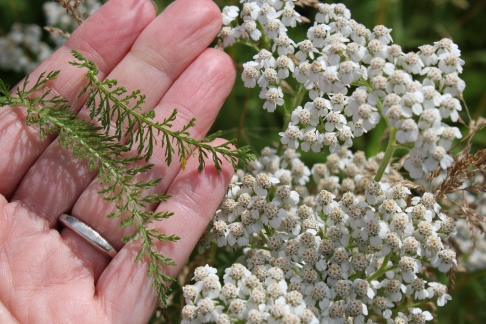 Leaves and flowers of yarrow