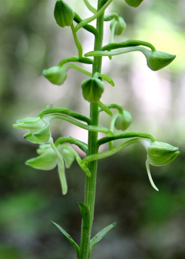 Round-leaved Orchis: note the long spur behind the flower. These are just beginning to open.