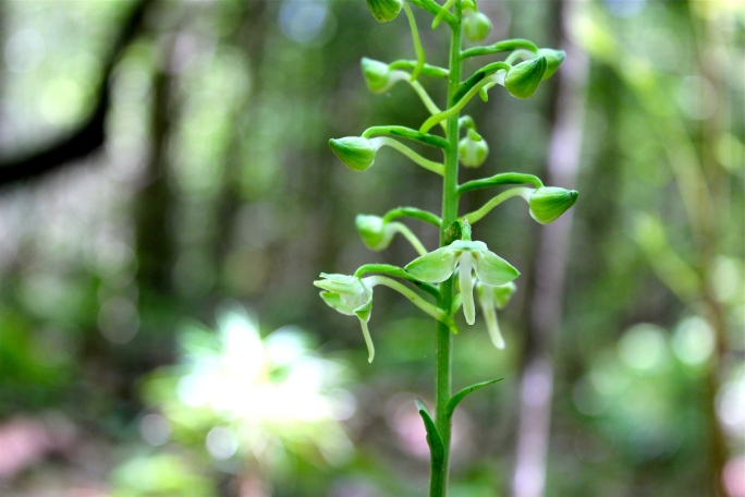 The long spurs behind the flowers develop first: Round-leaved Orchis