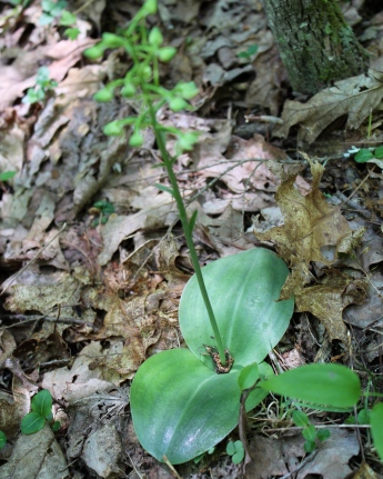 Round-leaved Orchis