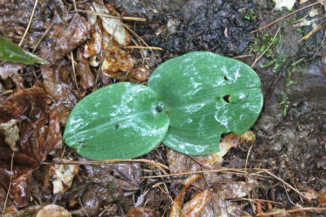 The round leaves that give the plant its name