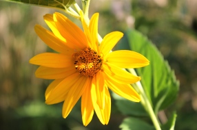 false sunflower