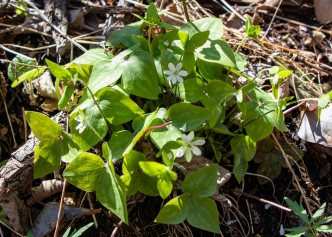 Hepatica: leaves and flowers in April
