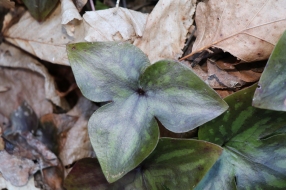 Hepatica leaf