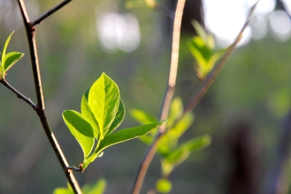 New leaves: Spicebush