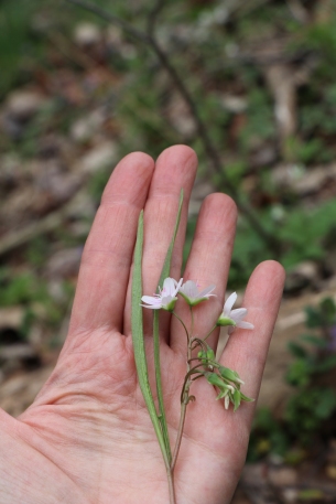 The leaves of Claytonia virginica are long and strap-like