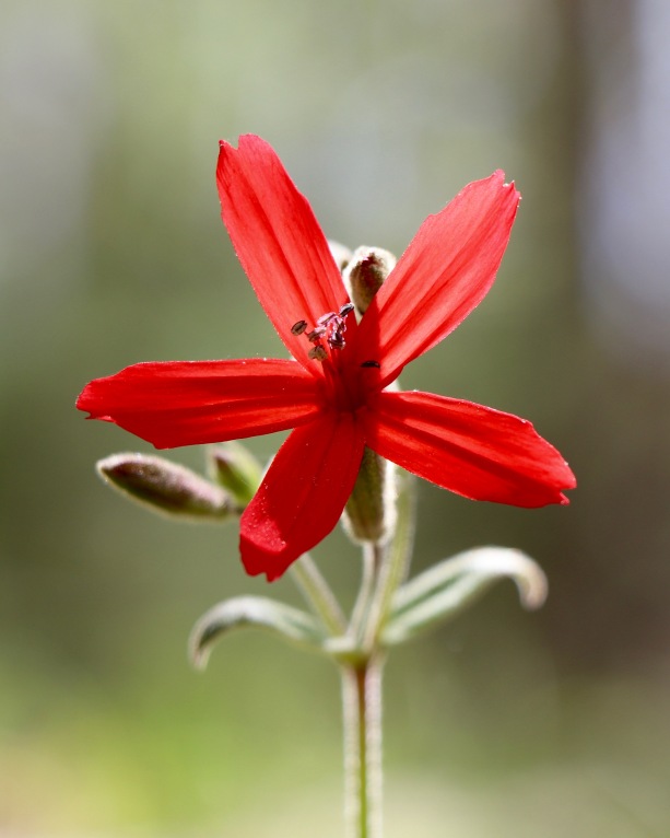 Fire Pink: You can't miss this brilliant red flower!