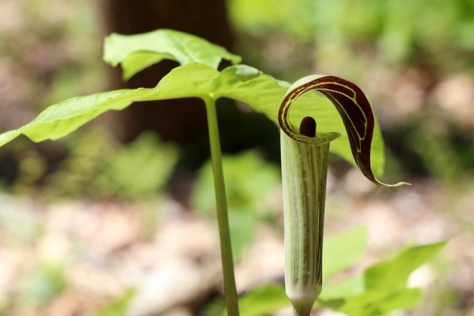 Jack in the pulpit