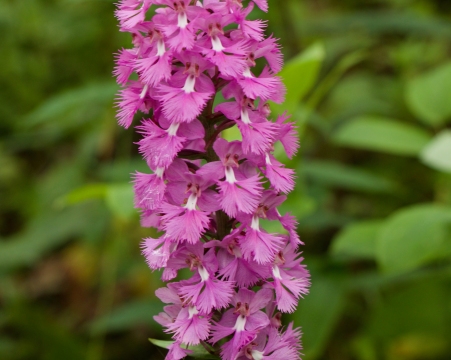 Purple fringed orchid