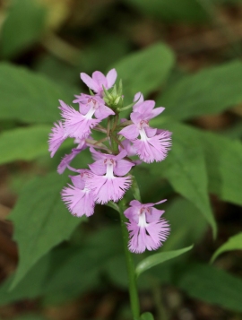 Purple fringed orchid