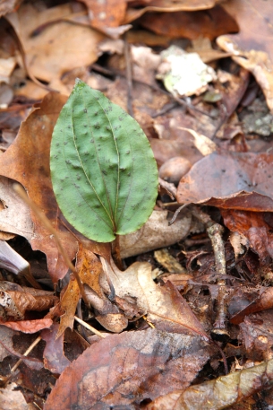 Cripled cranefly orchid leaves on Oct. 31 at Pandapas area