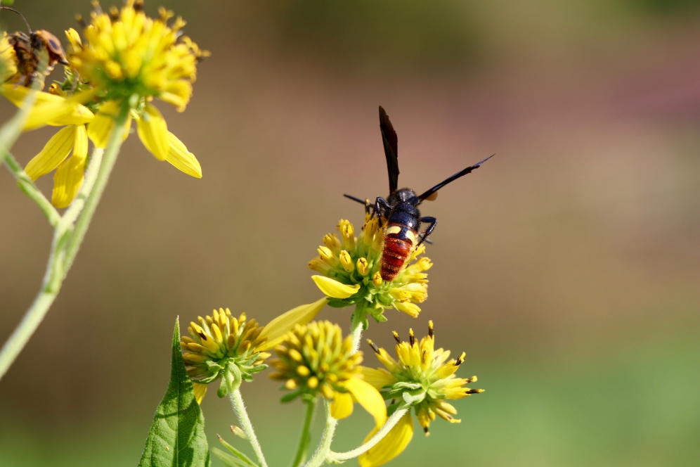 Blue Winged digger wasps have a red abdomen with two yellow spots and blackish-blue wings