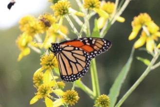 A monarch butterfly feeding on Wingstem in September