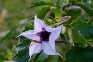 A bumblebee is asleep in this Jimsonweed flower at dusk. Is he going to spend the night there?