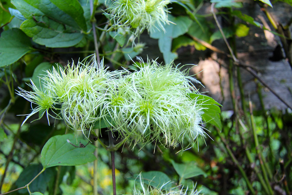 Seedheads of Virgin's Bower in August: looks like clematis