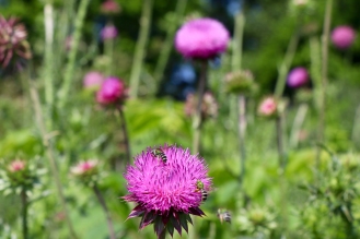 Nodding Thistle or Musk Thistle