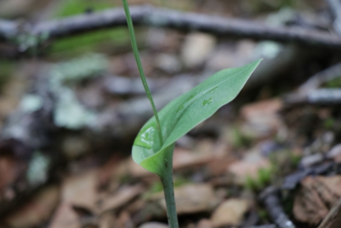 Clasping leaf is found mid-way up the stem