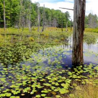 Habitat: a "marshy" pond at Glen Alton