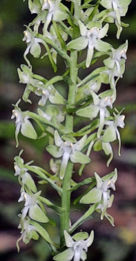 Padleaf Rein Orchid or Round-leaved orchid
