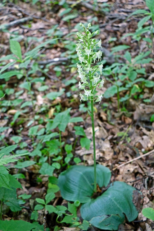 Round-leaved orchid