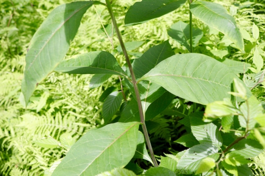 Leaves are opposite